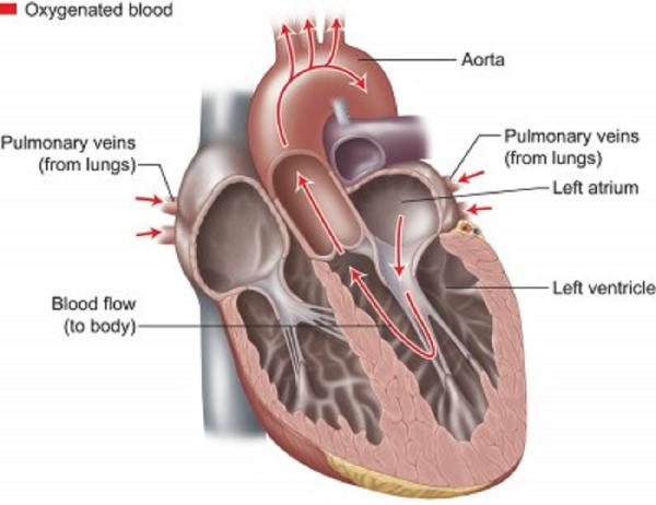 Carry blood back to the deals heart